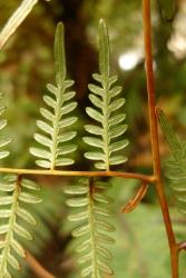 Pteridium esculentum. Secondary pinnae at base of primary pinna bearing decurrent tertiary pinnae.
 Image: L.R. Perrie © Te Papa 2011 CC BY-NC 3.0 NZ